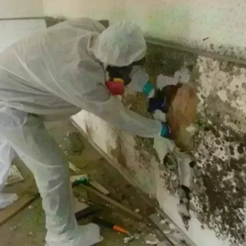 Best Mold Remediation and Removal Service in Palmas, PR